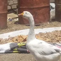 غوغاز سفید