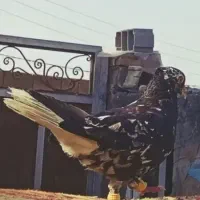 کفتر دم سفید. سرور بدونه شمک