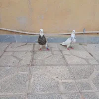 طوقی