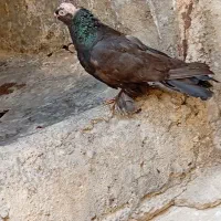 کبوتر نوک قنار