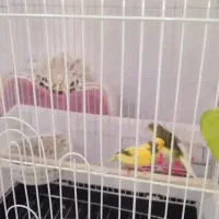 یک جفت قناری نر و ماده