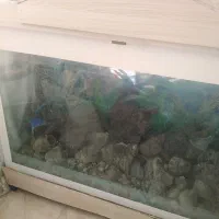 اکواریوم بزرگ کلبه ای
