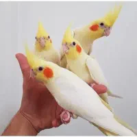 عروس هلندی