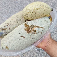 عسل کوهی فصل بهاره