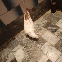 یک جفت کبوترنروماده
