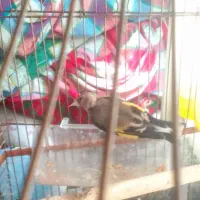 ماده سهره کهنه