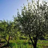 باغ-فروشی-و-معاوضه