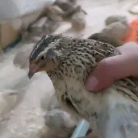 تخم نطفه دار و جوجه بلدرجین