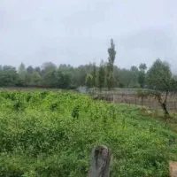 زمین-باغی-درنوشهر-کجور-کینج