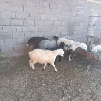 گوسفند محی اباد