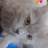 گربه