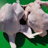 بوقلمون