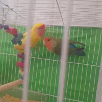 یک جفت کتوله اهلی