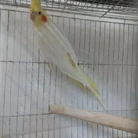 جوجه عروس هلندی لوتینو نر