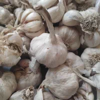 سیر تازه