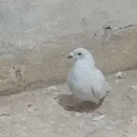 کبوترالماسی