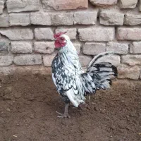 خروس مینیاتوری