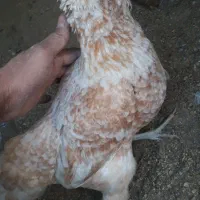 مرغ گلین