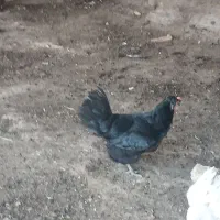 مرغ