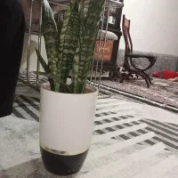 گل سانسوریا