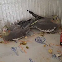 جوجه عروس هلندی حدودا ۱ماهه