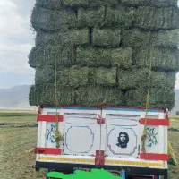یونجه کاه گندم جو خوراکی حیوانات