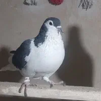 فروش دو کبوتر چادری