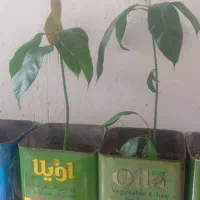 نهال انبه