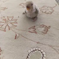 جوجه سرلاکی کوتوله