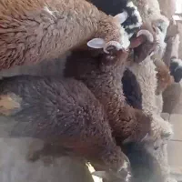 رامشیر
