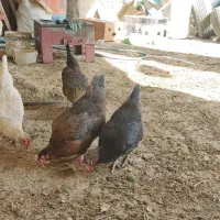 مرغ جوان تخمگذار