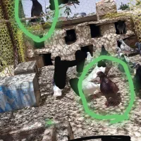 کبوتر پرشی درجه یک
