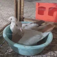 کبوتر