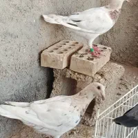 کبوتر|پرنده|اهرم, |دیوار
