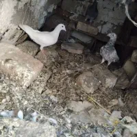 ۶عدد کبوتر دونه ایی ۵۰۰ همه باهم