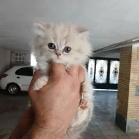 دو گربه پرشین چینچیلا
