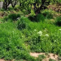 سنقرآباد زمین 300 متری چهارباغ دهکده