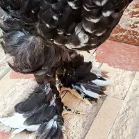 خروس برهما بلک متلد