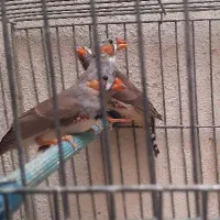 فنچ نر زبرا آماده