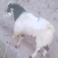 گوسفند فروشی