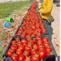 سرکارگر میوه و گوجه و انگور هستم