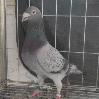 کبوتر مسافتی شناسنامه دار