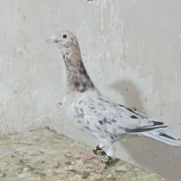هفرنگ نر و ماده
