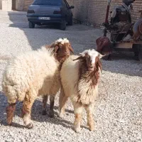 گوسفند بره بز دجیجه حمیدیه