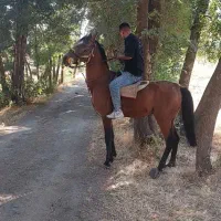 اسب کرد بدون اخلاق بد