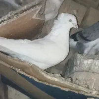 کفتر سفید اراکی مست مست