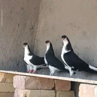 خشرنگ سیاه نر و ماده
