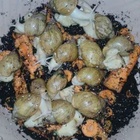 حلزون آلبینو