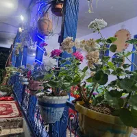 اجاره ویلا سوئیت جنگلی لاهیجان