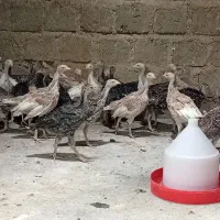 فروش جوجه بوقلمون برنز و بوربون 50روزه